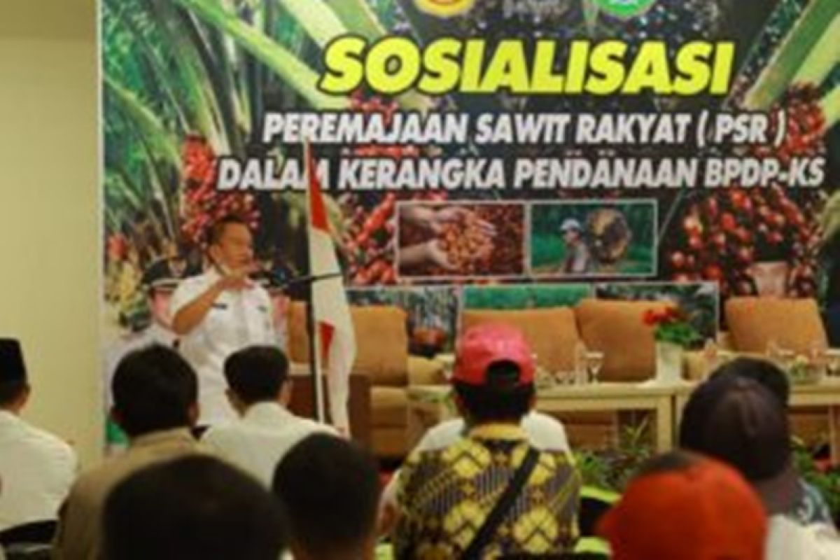 DKPP Tanah Bumbu gelar sosialisasi peremajaan kelapa sawit