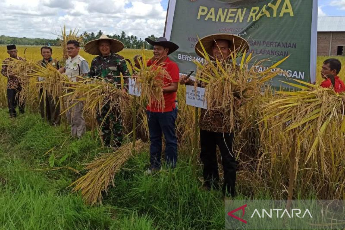 Melalui RTA, ISMI wujudkan panen padi petani di Aceh Barat capai 8,4 ton/ha