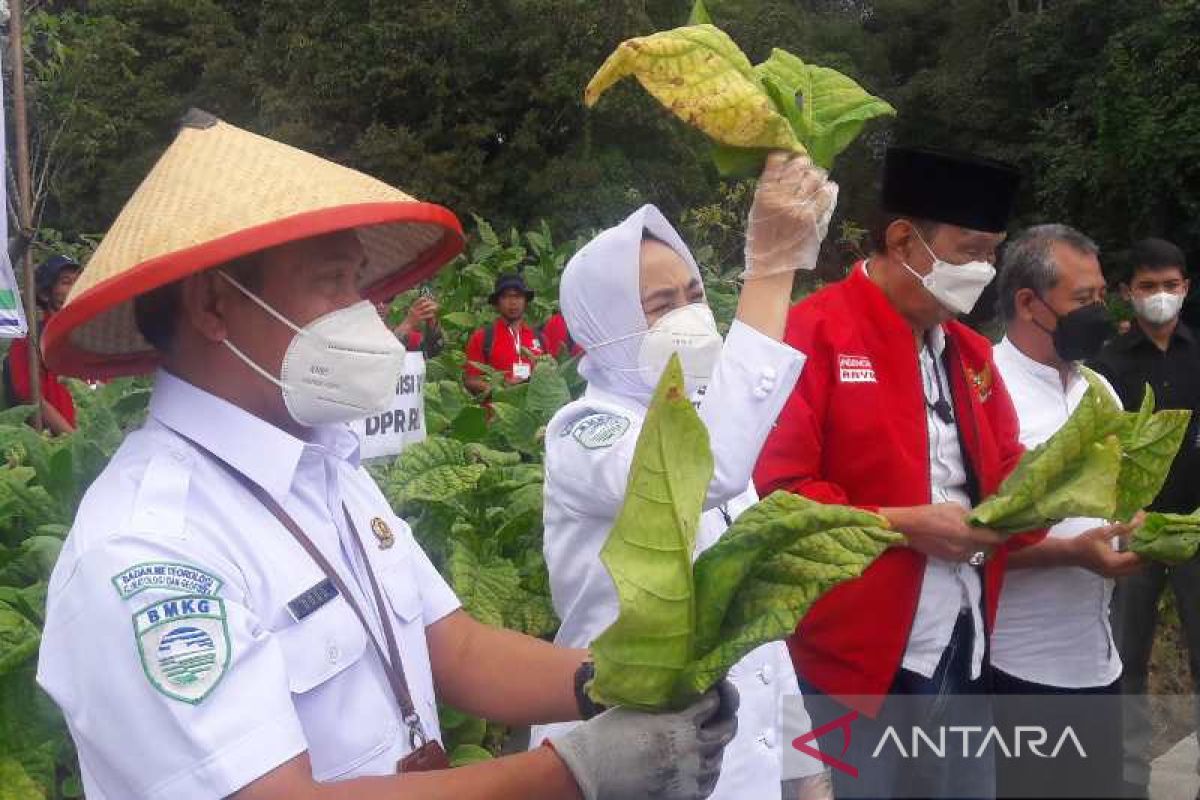 BMKG minta petani tembakau pantau kondisi cuaca di musim kemarau basah