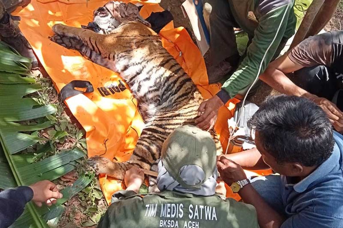 BKSDA Aceh evakuasi satu harimau terkena jerat di Gayo Lues