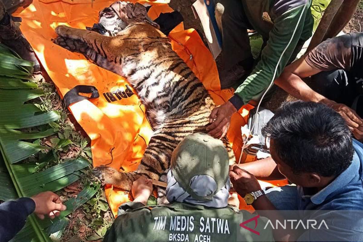 BKSDA evakuasi harimau terkena jerat di Gayo Lues