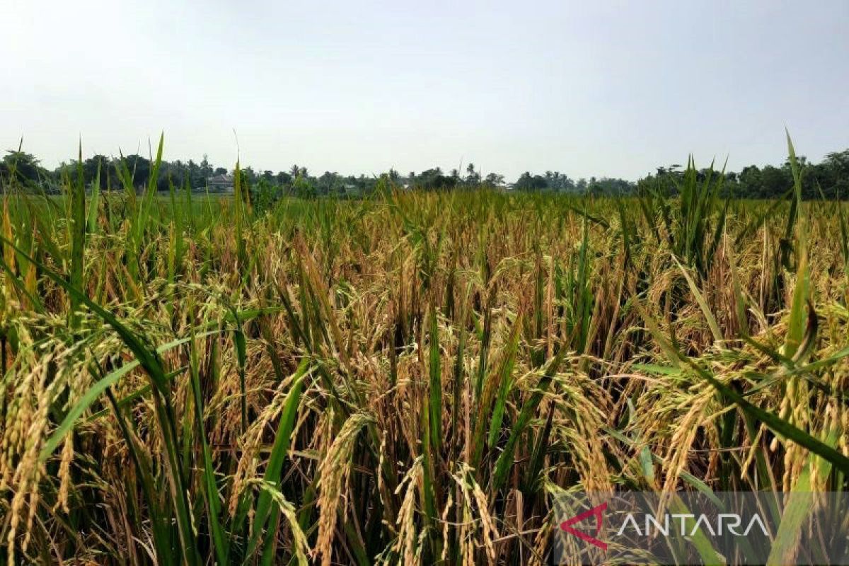 BPS perkirakan produksi padi nasional meningkat 2,29 persen pada 2022