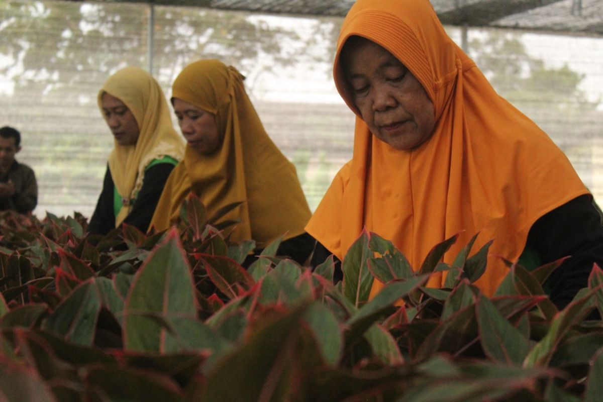 Lampung siap ekspor 10.500 tanaman hias ke Turki