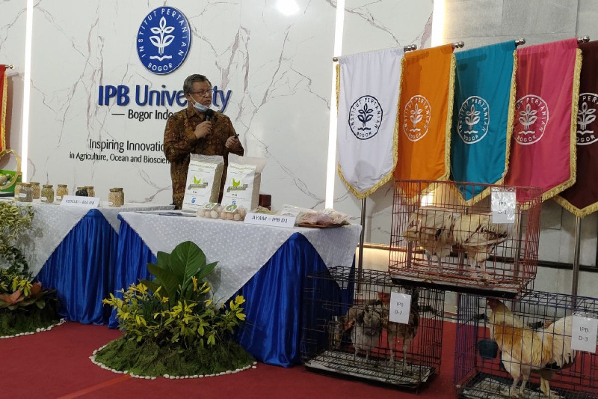 IPB kembangkan persilangan ayam pedaging untuk tingkatkan ketahanan pangan