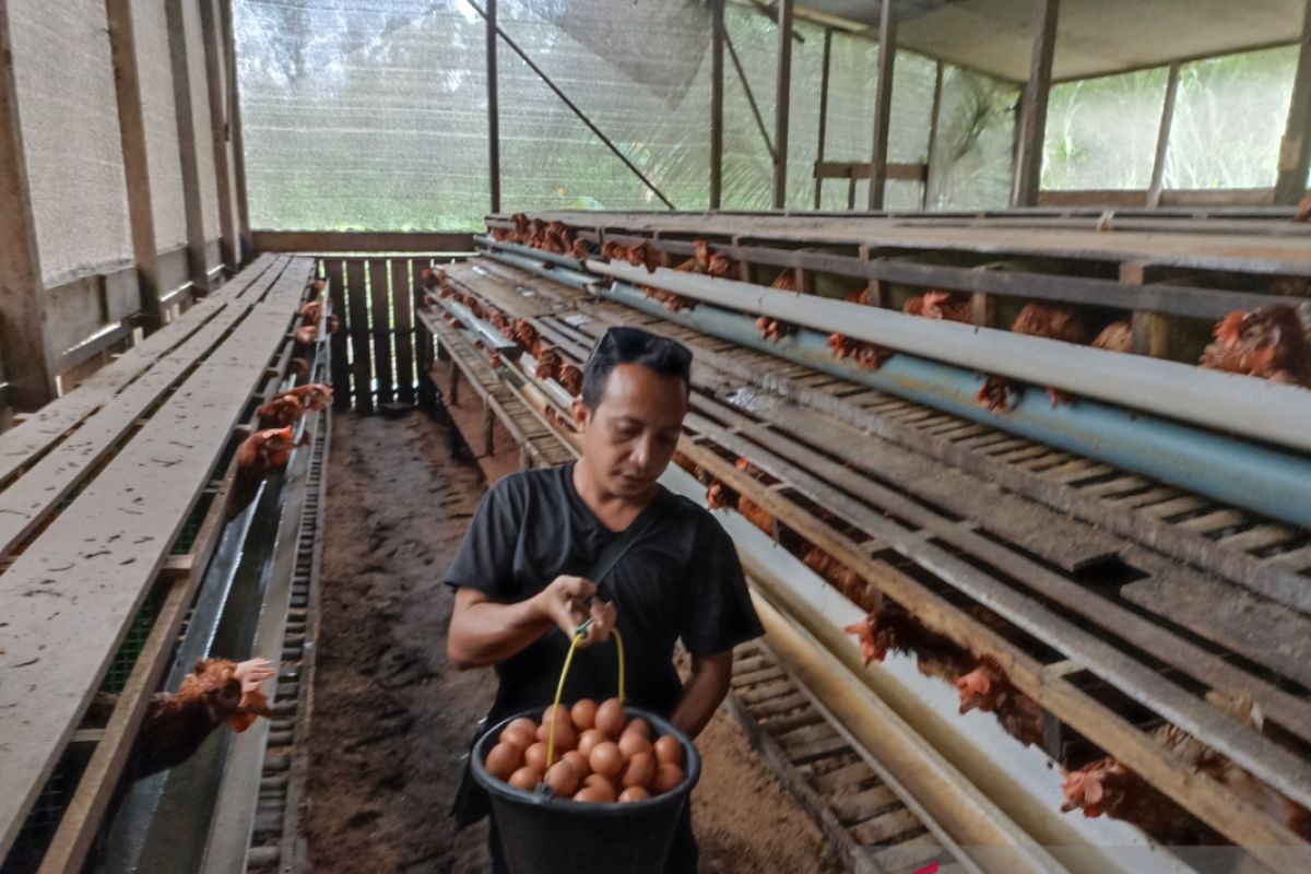 Petani di Suhaid Kapuas Hulu hasilkan puluhan juta dari usaha ayam petelur