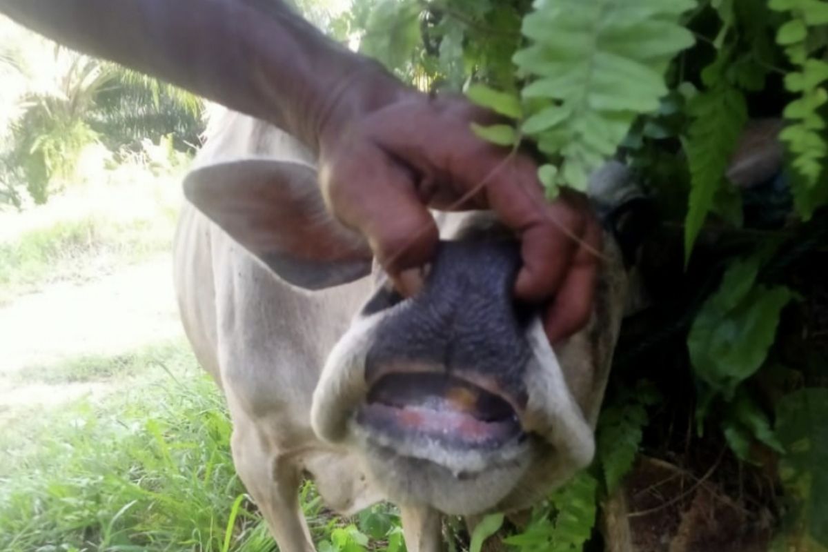 156 sapi di Siak masih terinfeksi virus PMK