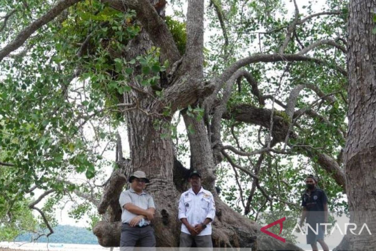 Belitung menuju destinasi wisata mangrove dunia