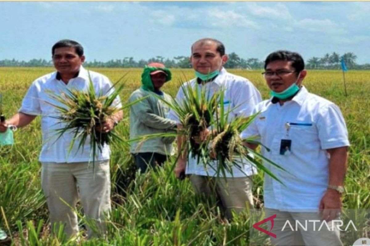 Pengadaan beras petani di BULOG Sumut 2.531 ton