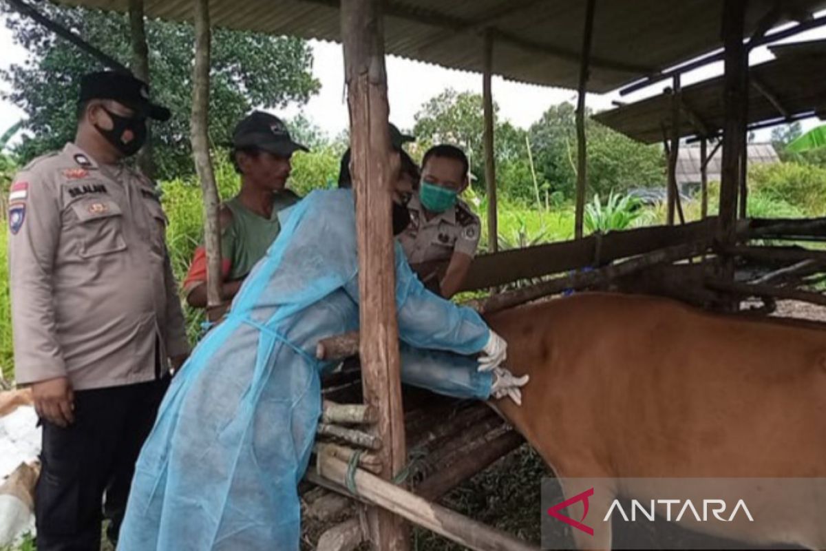 Satgas PMK Bintan vaksinasi 135 ekor hewan ternak