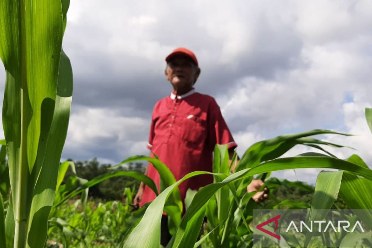 Pemkab Bintan ajak warga konsumsi sorgum guna gantikan nasi