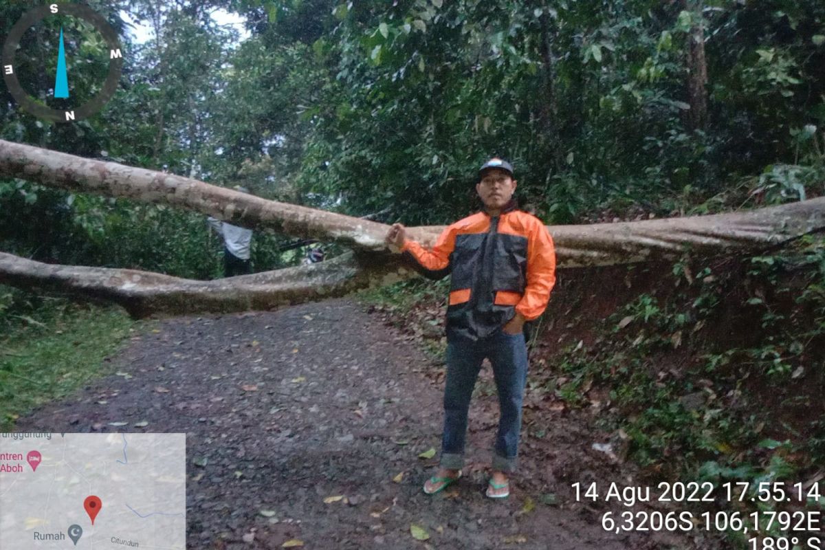 BPBD Kabupataen Lebak singkirkan pohon tumbang timpa rumah karena angin kencang