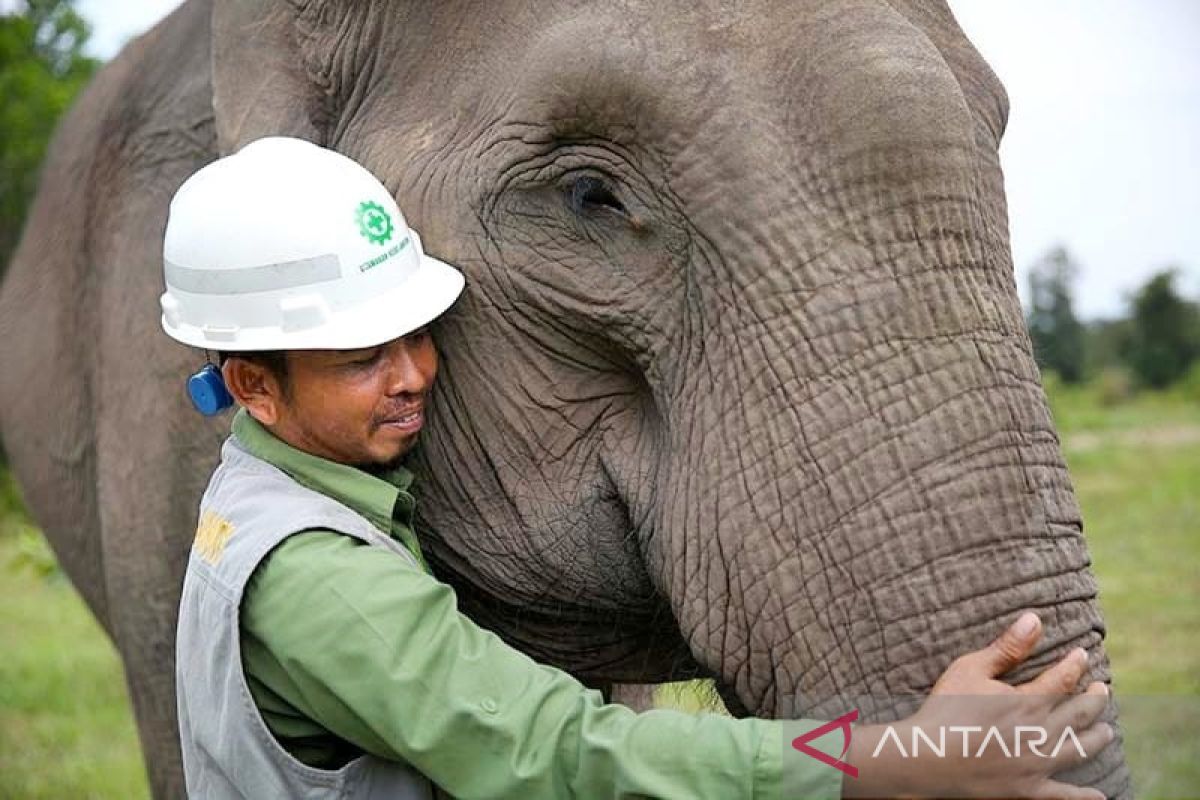 Mengintip aktivitas "Gajah Terbang" di Hutan Riau