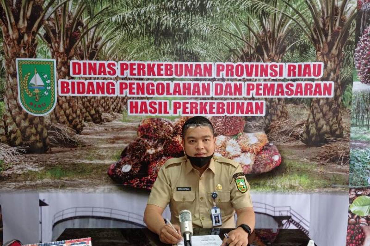 Harga TBS kelapa sawit di Riau naik jadi Rp2.433,66/kg