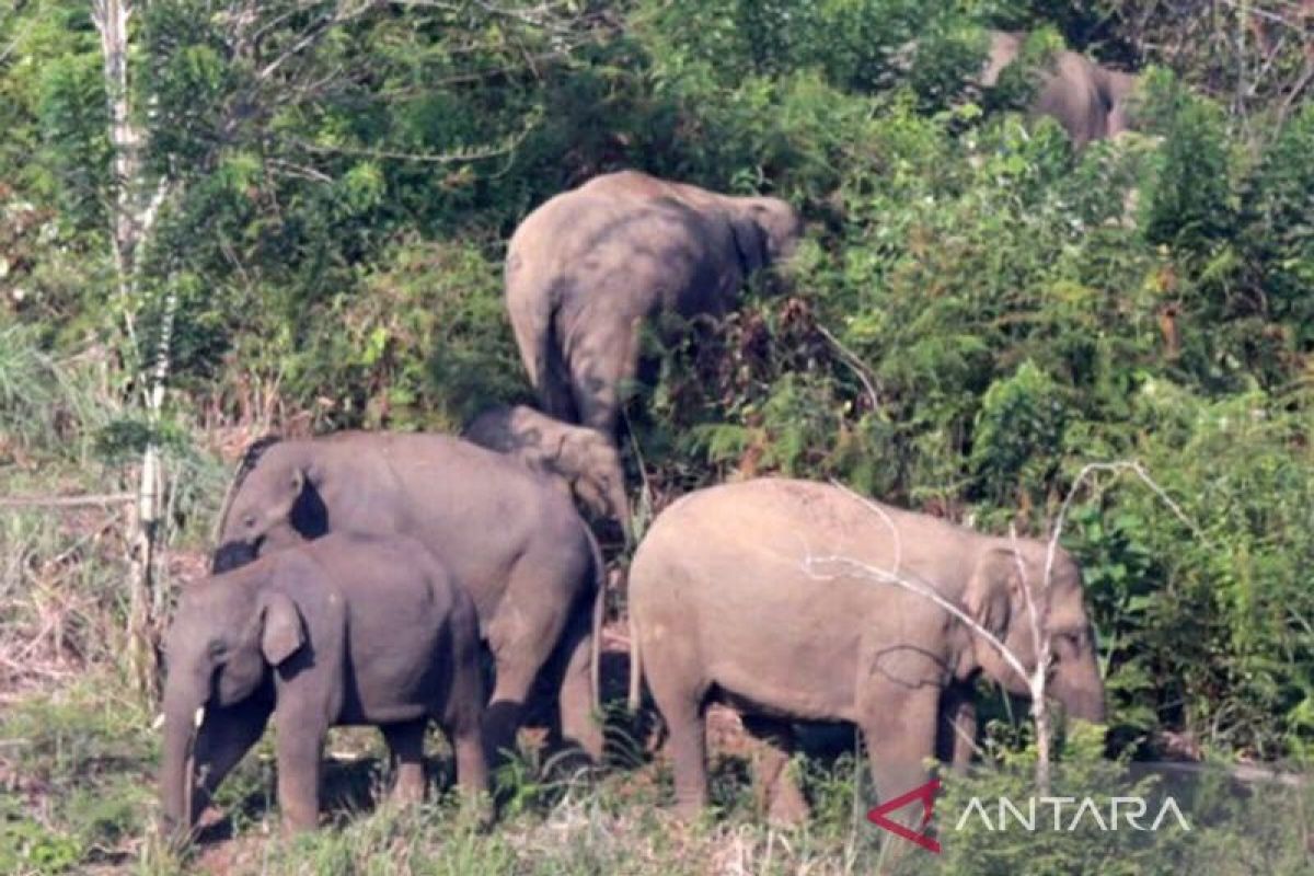 Kawanan gajah ubrak-abrik kebun warga Aceh Timur