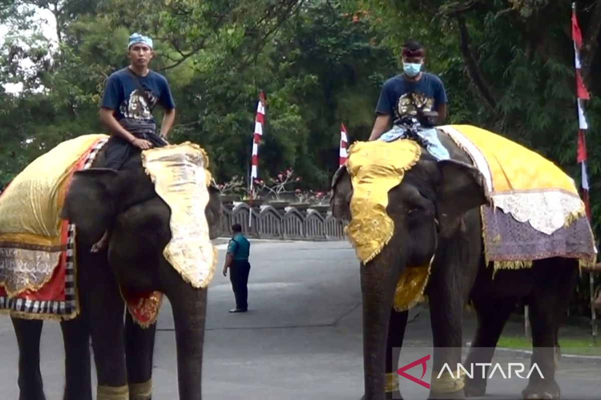 Gajah Sumatera dan Trenggiling ikuti upacara HUT Ke-77 RI di Bali (video)