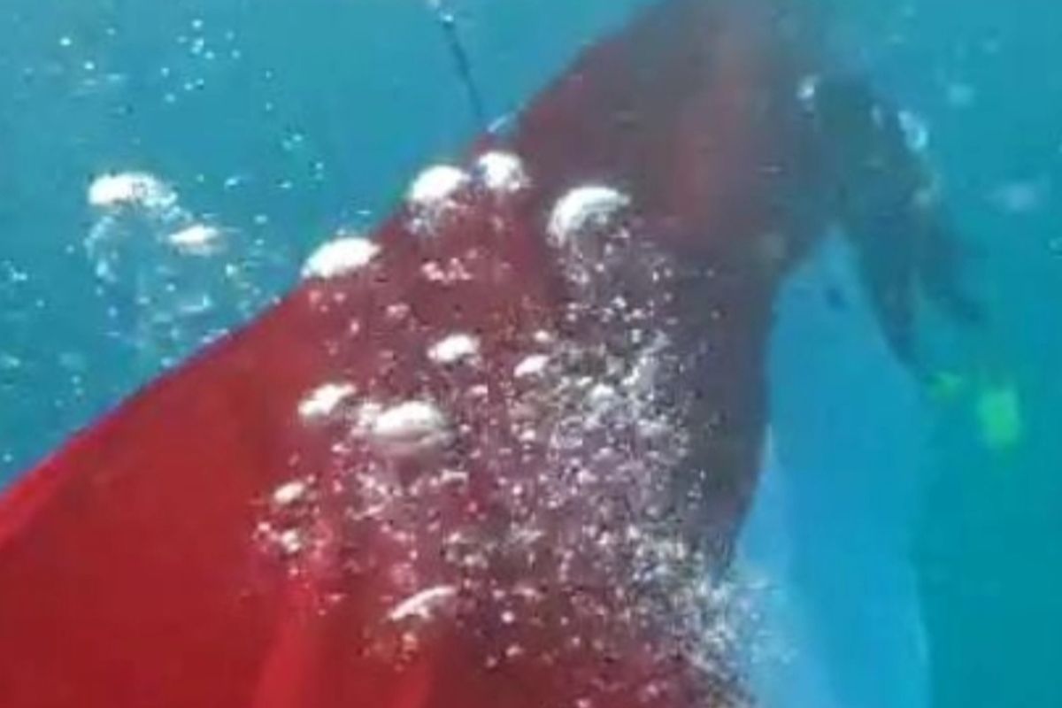 Bendera Merah Putih sepanjang 77 meter dibentangkan di dasar laut Manokwari