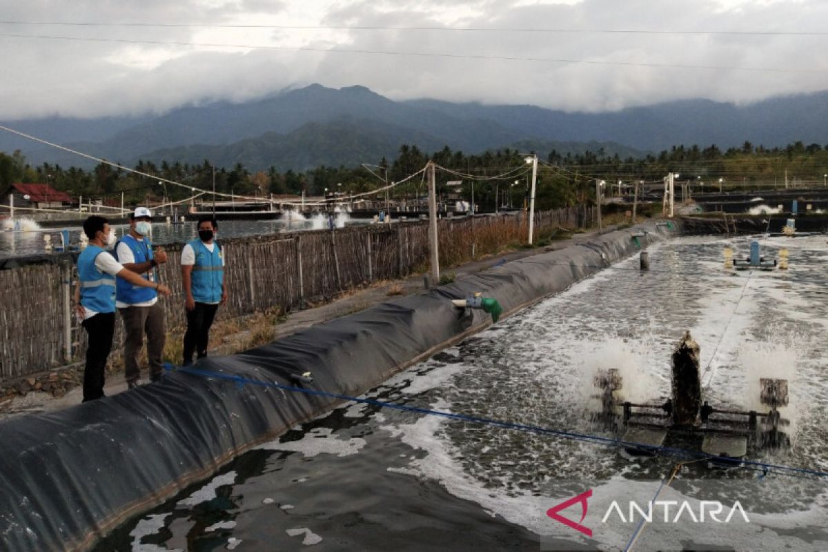 PLN siap investasi bantu petani beralih dari diesel ke energi bersih