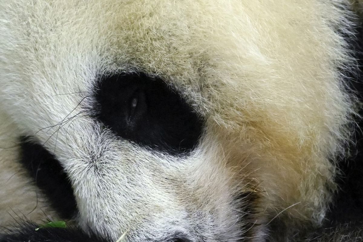 Bayi panda penangkaran berbobot terberat di dunia lahir di China