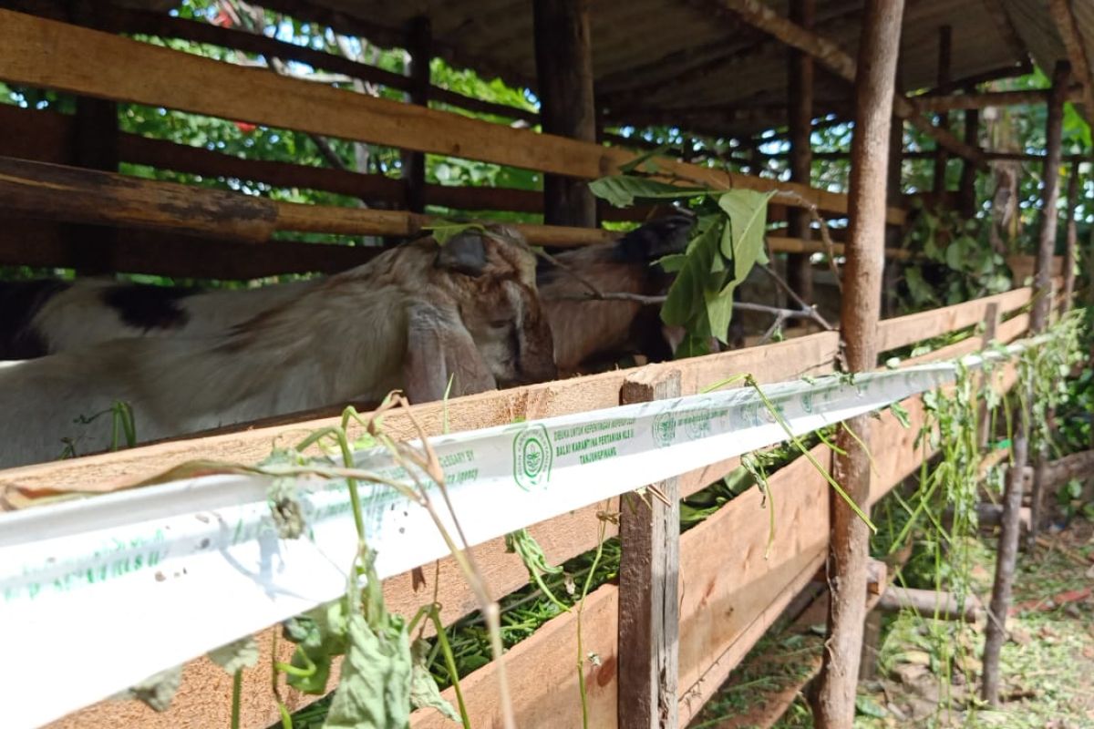 9 ekor kambing mati mendadak, Pemprov Kepri pastikan bukan karena PMK