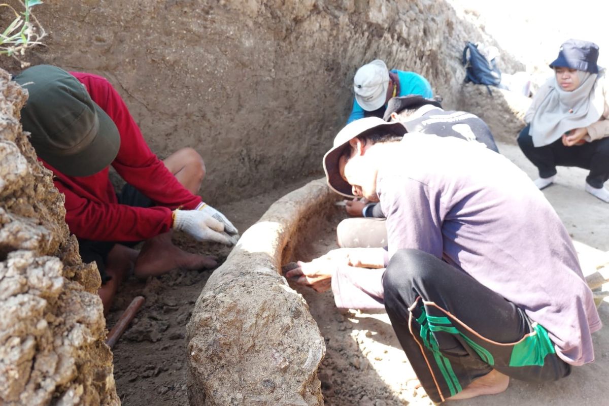 Warga temukan fosil gading gajah 2,5 meter ditemukan di Situs Patiayam