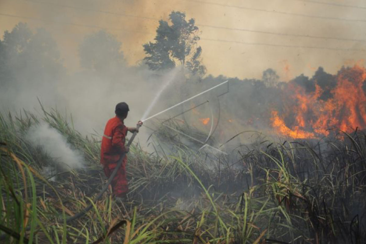 Sepekan, bantuan perlindungan gambut hingga penanganan COVID-19