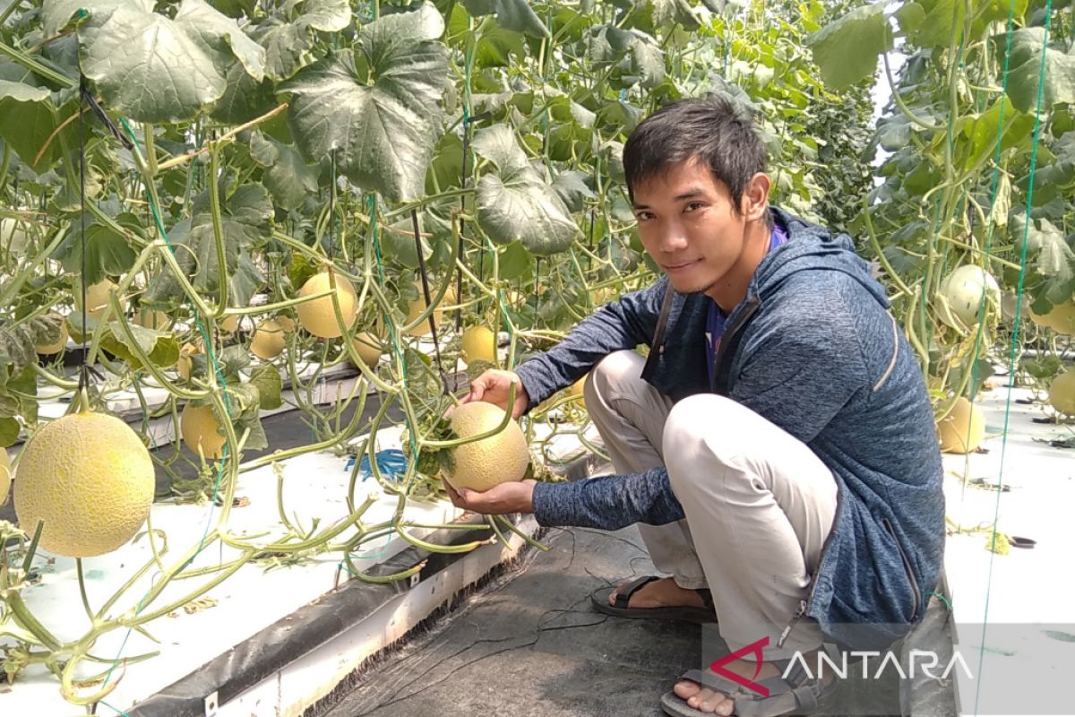 Petani melon asal Desa Besito Kudus pilih sistem hidroponik karena lebih lezat