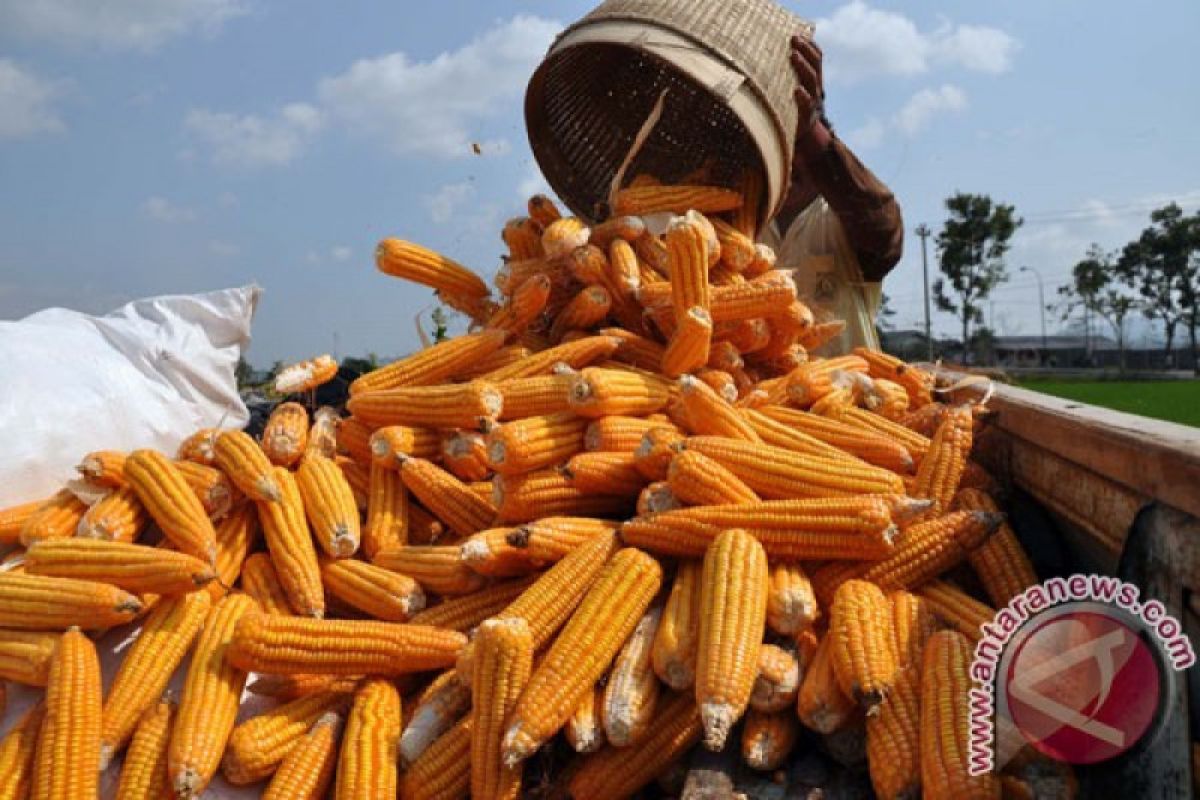 Indonesia has potential to export corn: Bulog