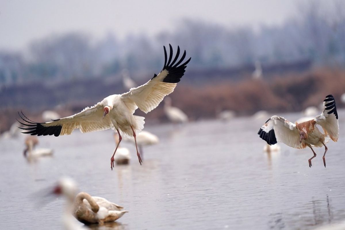 Danau air tawar terbesar di China susut 75 persen akibat kekeringan