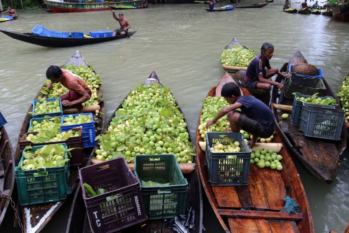 Daerah Jhalokati di Bangladesh nikmati panen buah jambu biji