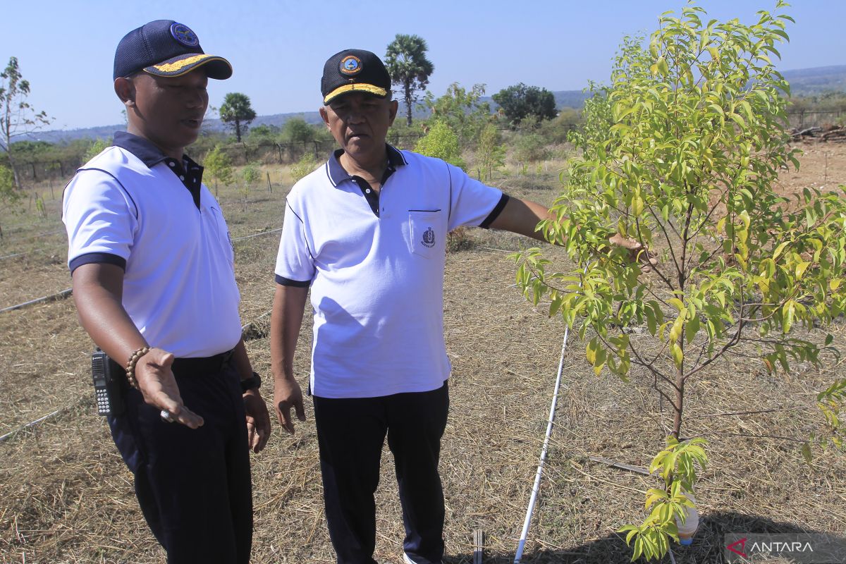 Lanudal Kupang ubah lahan berbatu karang jadi area budidaya cendana