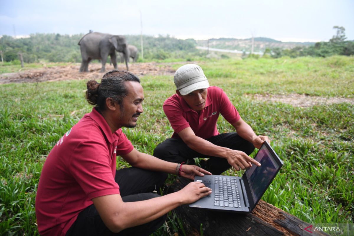 GPS Collar Untuk Gajah Liar di Lampung Barat Segera Dipasangkan