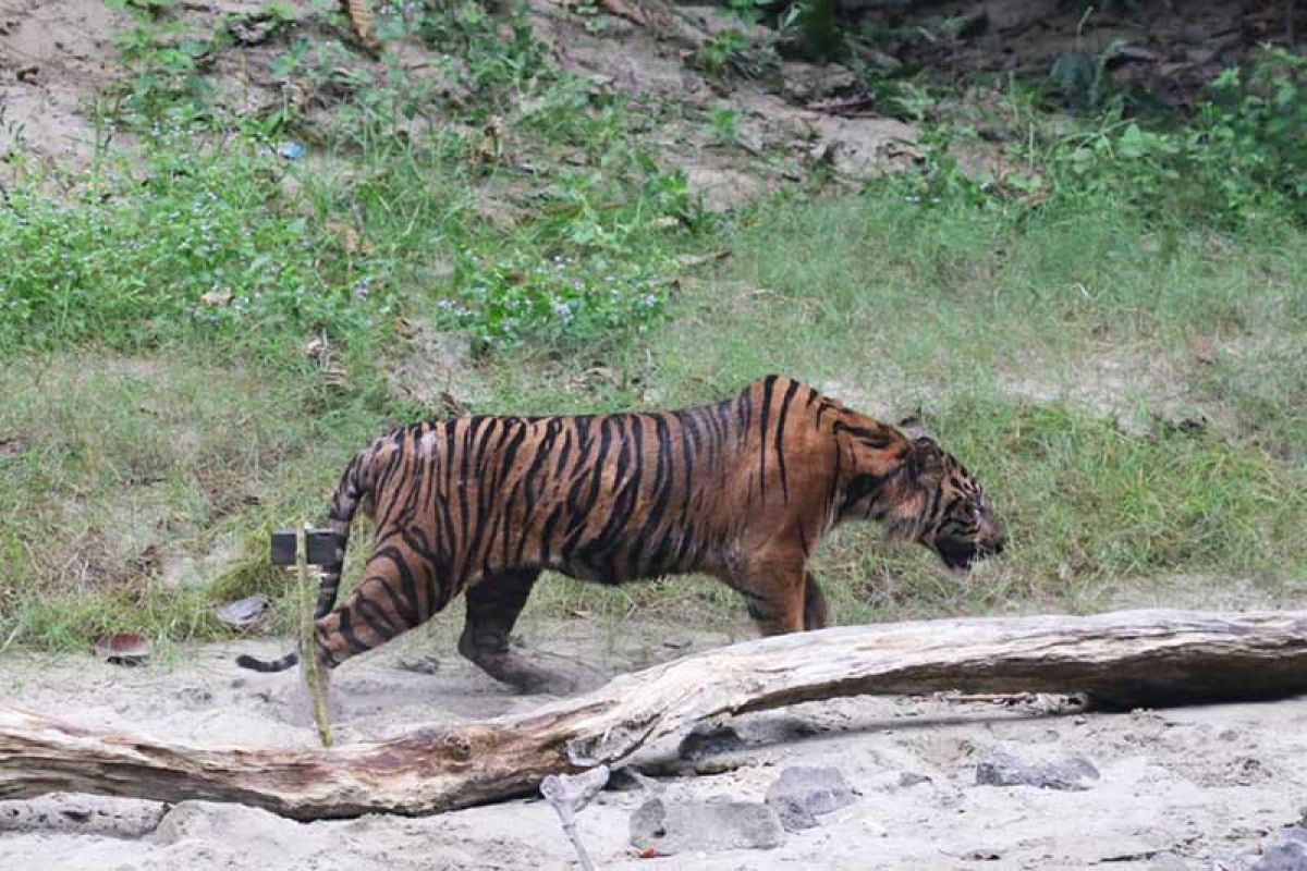 BKSDA lepas liarkan harimau ke TN Gunung Leuser