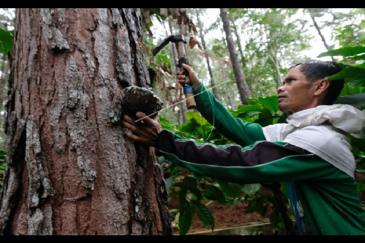 Dewan minta Pj Gubernur cabut ingub soal larangan jual getah pinus keluar Aceh