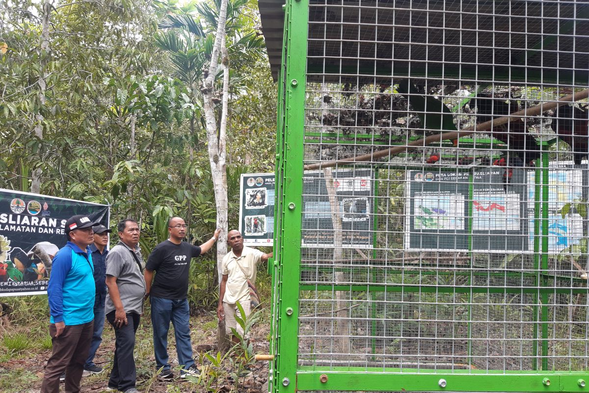 BBKSDA Papua lepas liarkan 17 satwa jenis aves di hutan adat