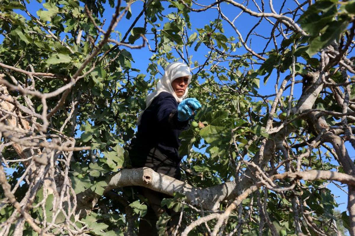 Potret Timur Tengah: Petani Palestina sambut musim panen buah ara