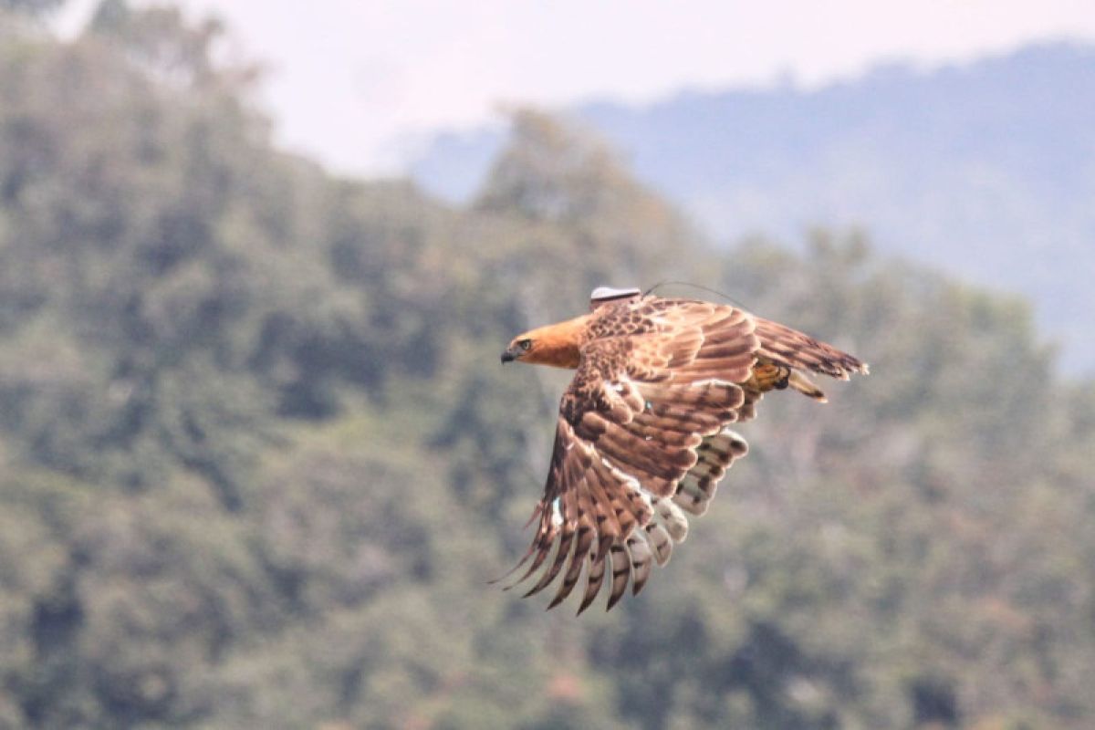 Balai Taman Nasional Gunung Halimun Salak lepasliarkan seekor elang jawa