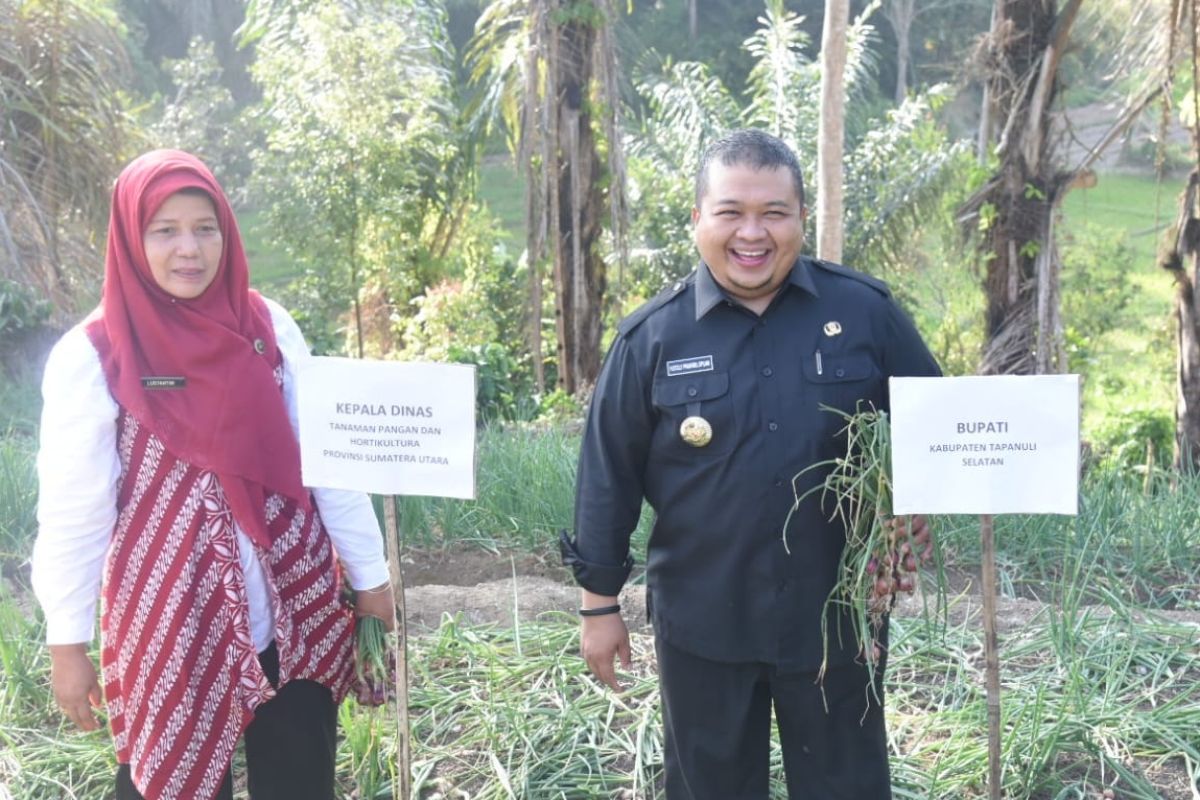 Pariwara - Bupati dorong petani Tapsel budidaya bawang merah demi meningkatnya ekomomi masyarakat