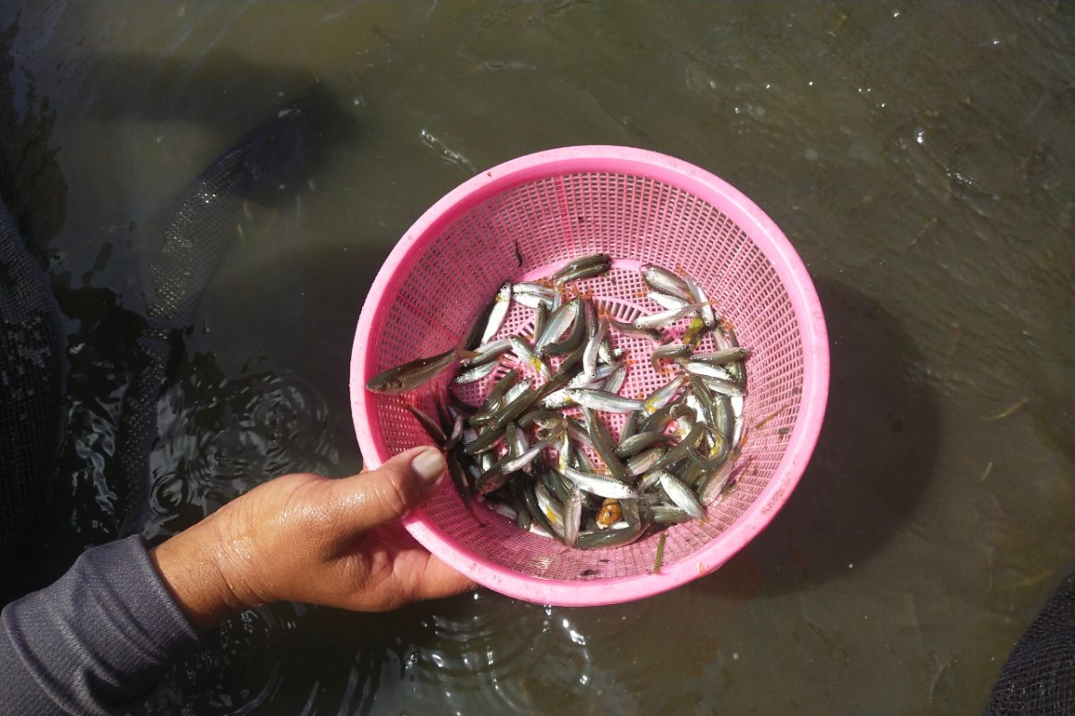 Fisheries Ministry preserves endemic nutrition-rich fish in Jambi