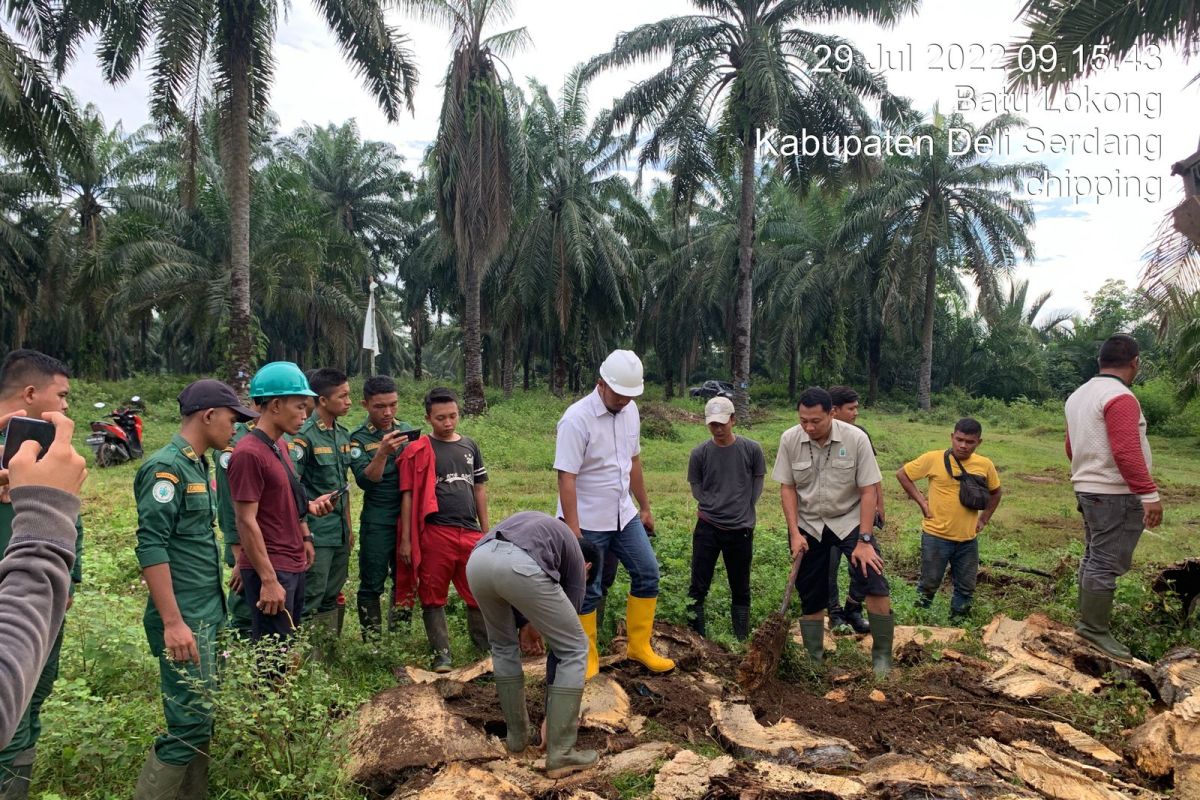 PKL II Deli Serdang, Mahasiswa Polbangtan replanting lahan kelapa sawit