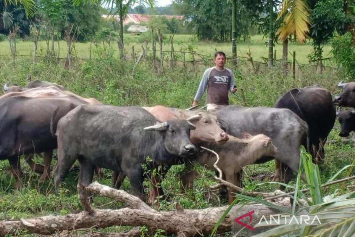 Distannak: 1.842 ternak di Nagan Raya sembuh dari wabah PMK