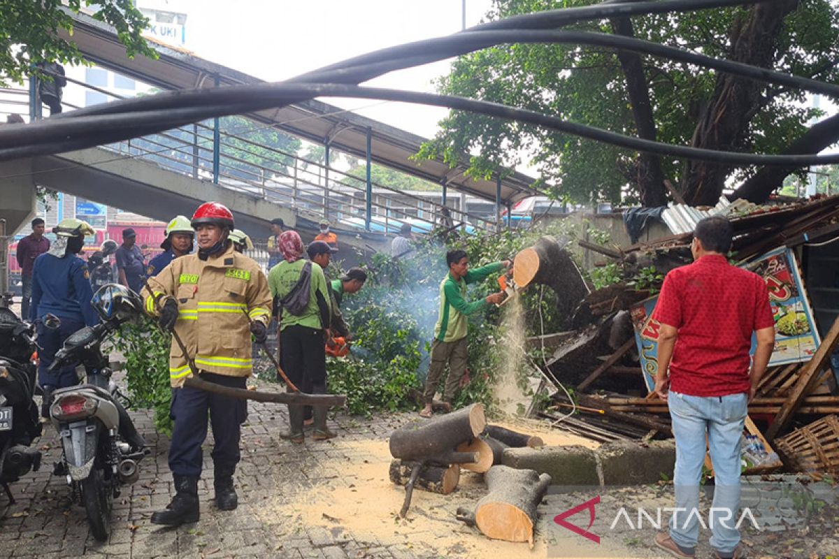 Gulkarmat Jaktim evakuasi pohon tumbang timpa warung di Cawang