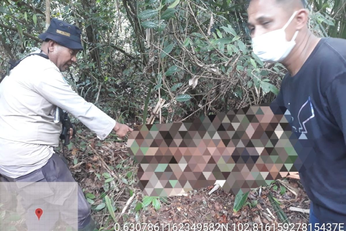 BBKSDA Riau pasang kamera jebak dan perangkap di lokasi wanita diterkam harimau