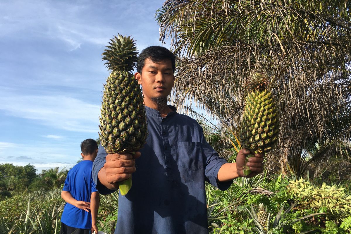 Nenas tanaman sela yang tidak kenal musim