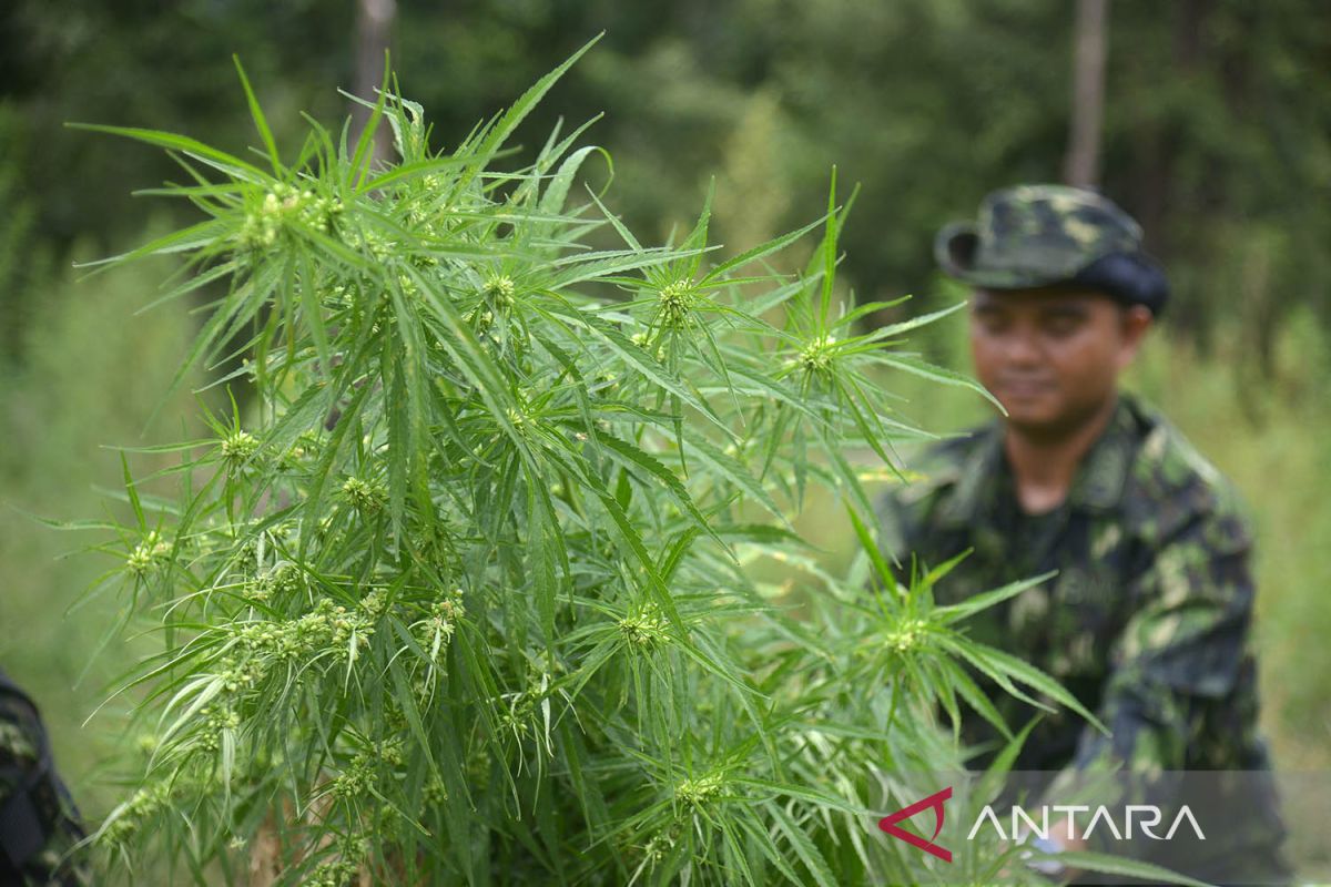 Pemusnahan tanaman ganja di Aceh Besar