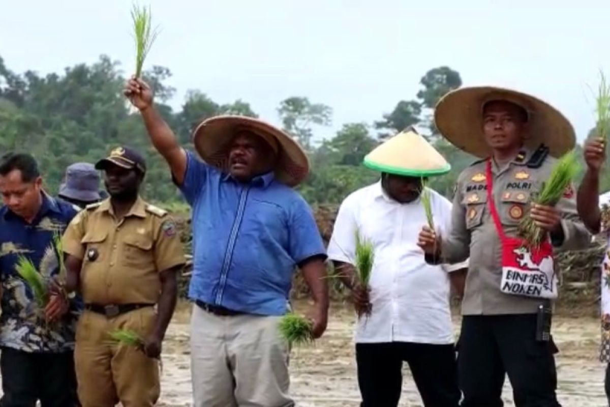 Upaya Yahukimo menjadi sentra ketahanan pangan Papua