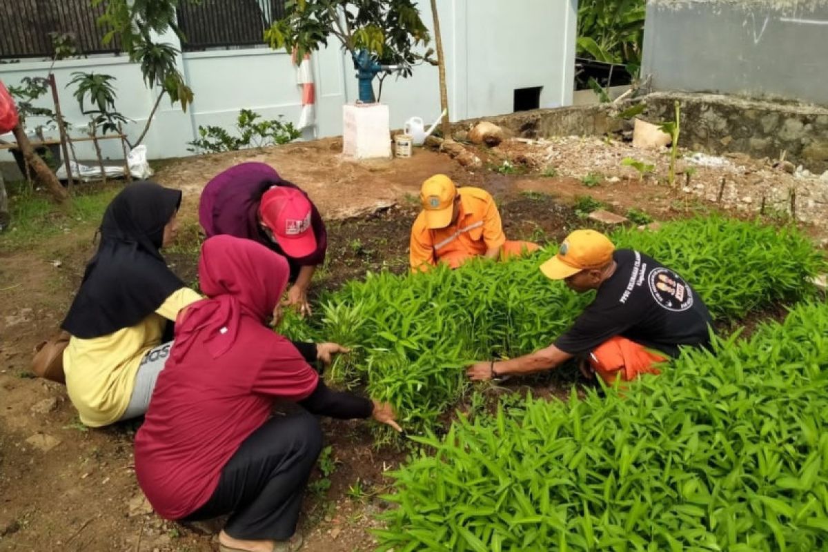 Warga RW 02 Cilangkap panen 100 kg kangkung hasil pertanian kota