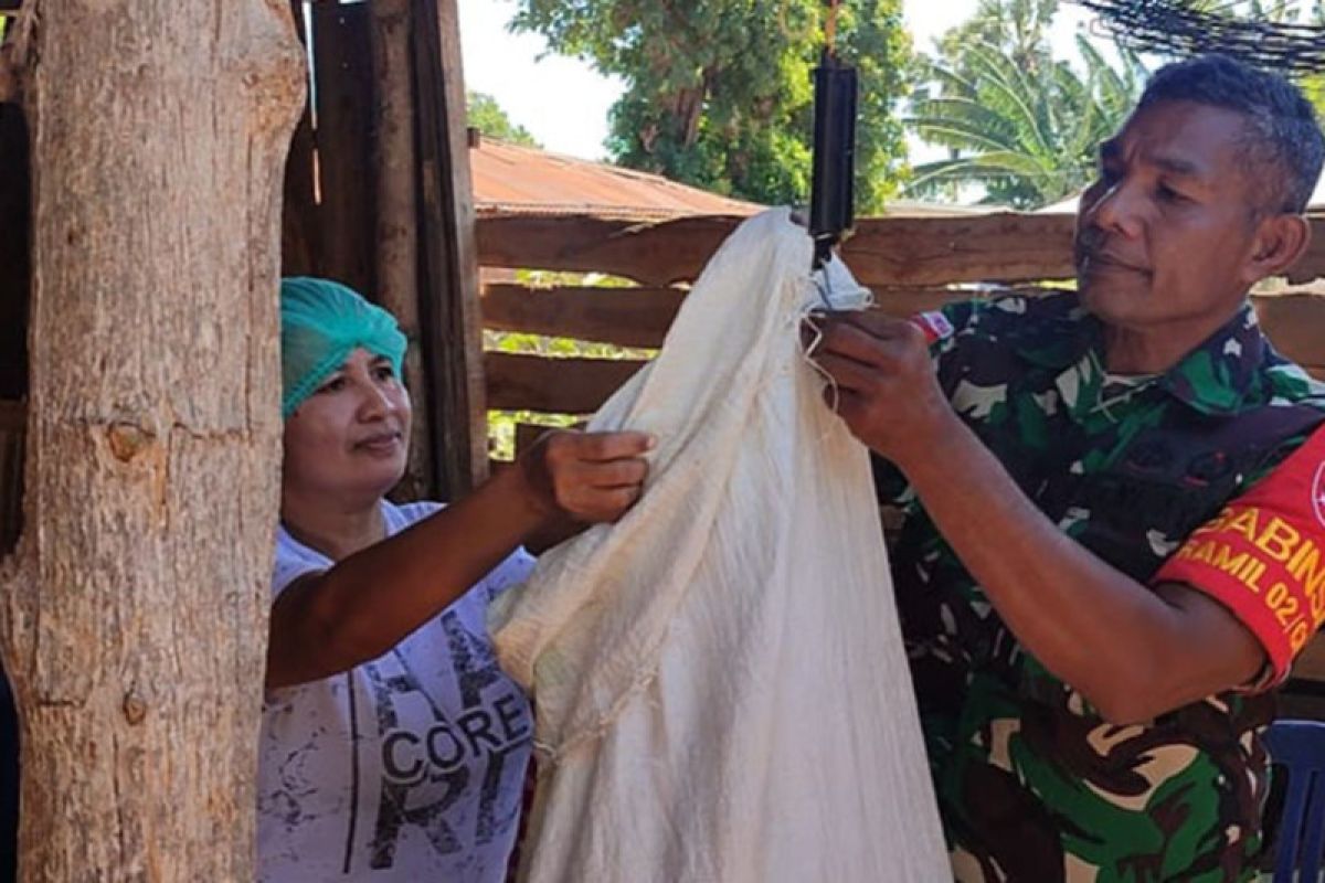 Artikel - Babinsa di Kupang berdayakan mama-mama hasilkan rupiah dari kelor