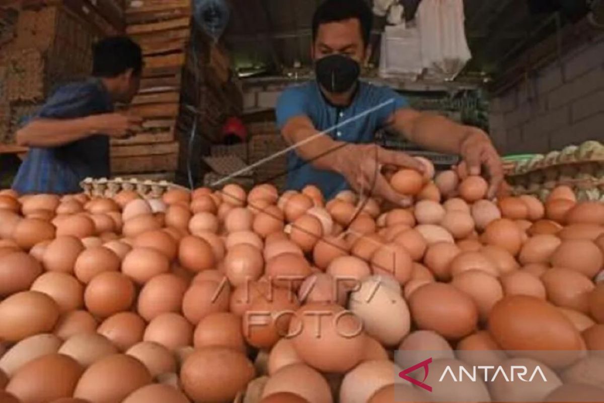 Harga telur ayam di Aceh capai Rp52.000 per papan