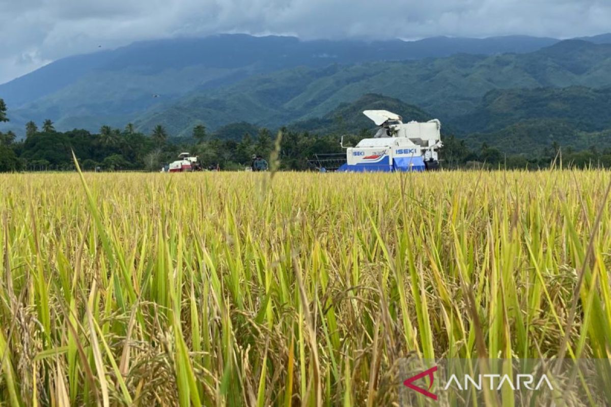 Aceh berhasil produksi 902 ribu ton gabah sepanjang tahun