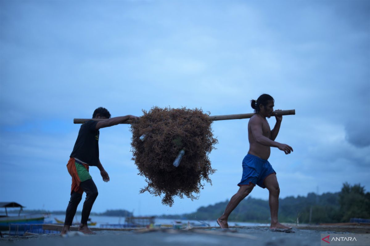 Kemenperin tingkatkan nilai tambah dan kualitas rumput laut di Maluku